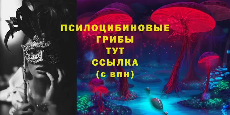 Псилоцибиновые грибы Psilocybe  закладки  Арск 